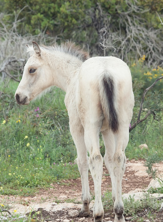 half-wild cream foal. Israelの写真素材