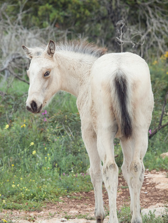 half-wild cream foal. back view.  Israelの写真素材