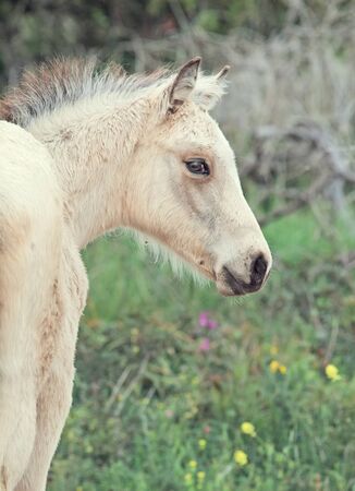 portrait of half-wild cream foal. Israelの写真素材