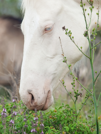 portrait of albino half-wild horse. Israelの写真素材