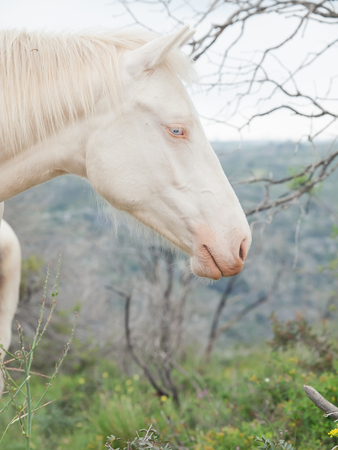 portrait of albino half-wild horse. Israelの写真素材
