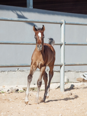 running arabian little foal. Israelの写真素材
