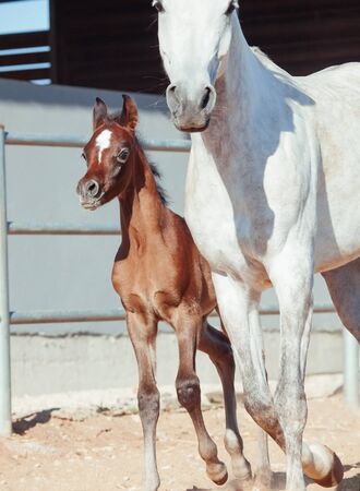 running arabian little foal with momの写真素材
