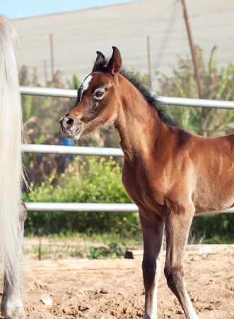 portrait of arabian little foal. Israelの写真素材
