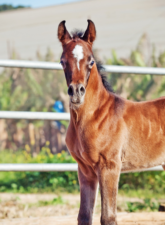 portrait of arabian little foal. Israelの写真素材