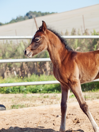 portrait of arabian little foal. Israelの写真素材