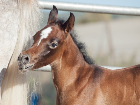 portrait of arabian little foal with mom. Israelの写真素材