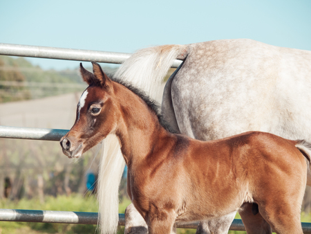 portrait of arabian little foal with mom. Israelの写真素材