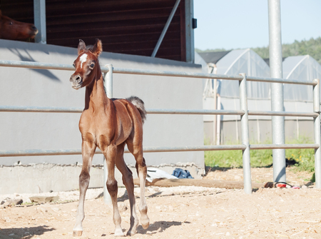 running arabian little foal. Israelの写真素材