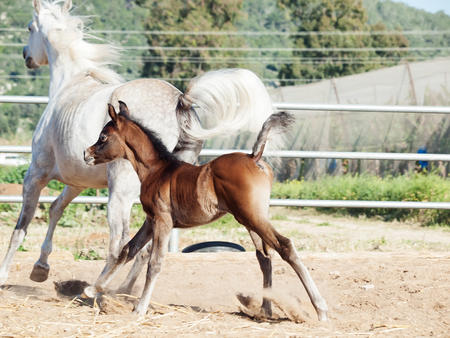 running arabian little foal with momの写真素材