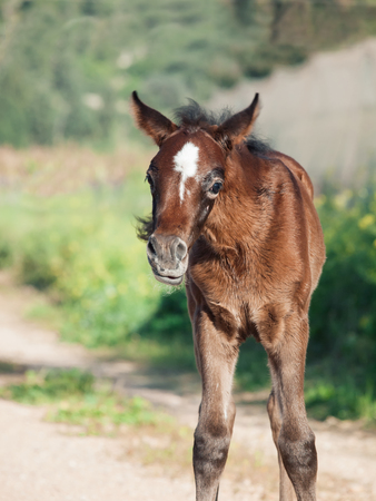 funny portrait of arabian little foal. Israelの写真素材