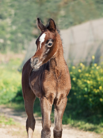 portrait of arabian little foal. Israelの写真素材