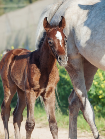 portrait of arabian little foal with mom. Israelの写真素材