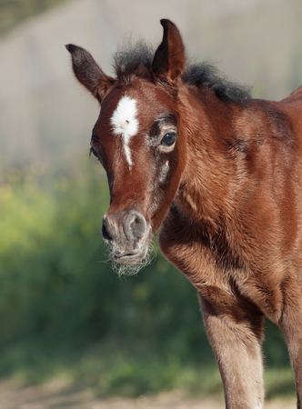portrait of arabian little foal. Israelの写真素材