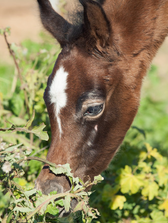 portrait of grazing arabian little foal. Israelの写真素材