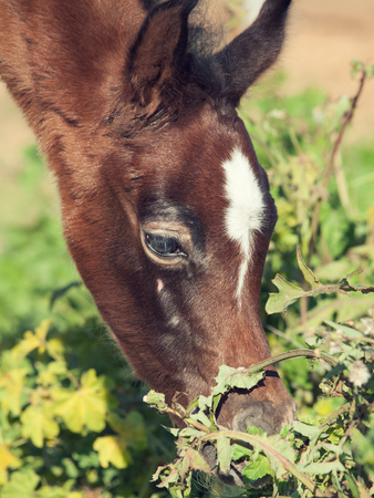 portrait of grazing arabian little foal. Israelの写真素材