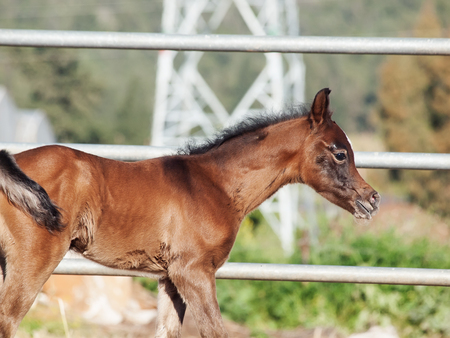portrait of arabian little foal. Israelの写真素材
