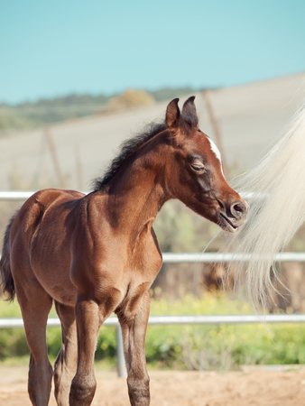 arabian little foal in paddock. Israelの写真素材