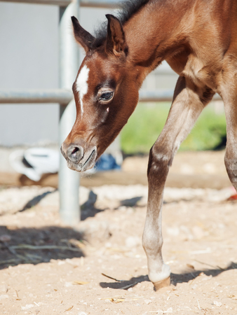 walking arabian little foal in paddock. Israelの写真素材