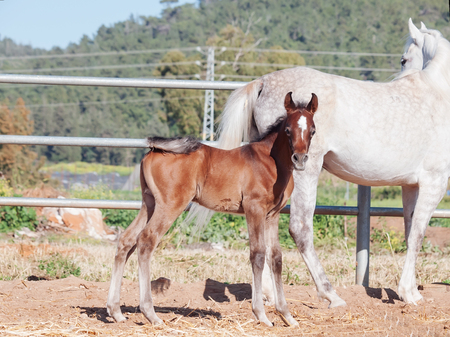 arabian little foal with mom. Israelの写真素材