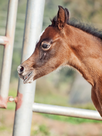 portrait of beautiful bay arabian little foal. Israelの写真素材