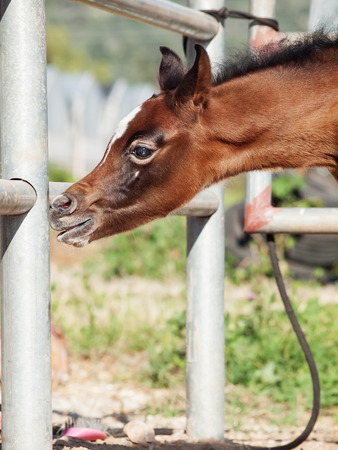 portrait of beautiful inquisitive arabian foal. Israelの写真素材