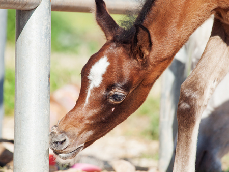 portrait of beautiful inquisitive arabian foal. Israelの写真素材