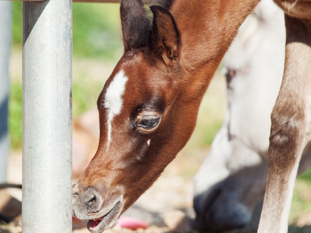 portrait of beautiful inquisitive arabian foal. close up. Israelの写真素材