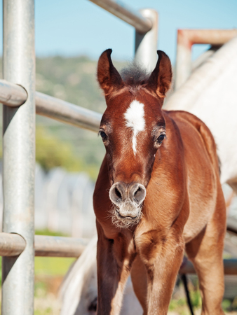 portrait of arabian little foal with mom. Israelの写真素材