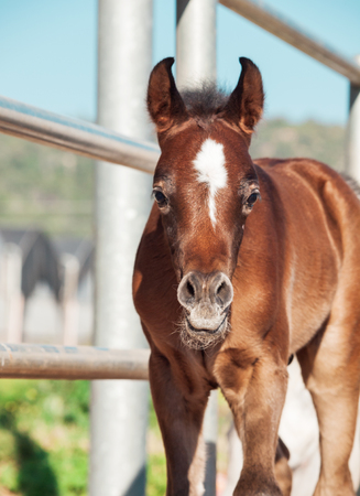 portrait of beautiful bay arabian little foal. Israelの写真素材