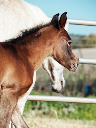 portrait of arabian little foal with mom. Israelの写真素材