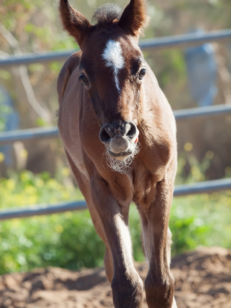 portrait of arabian little foal. Israelの写真素材