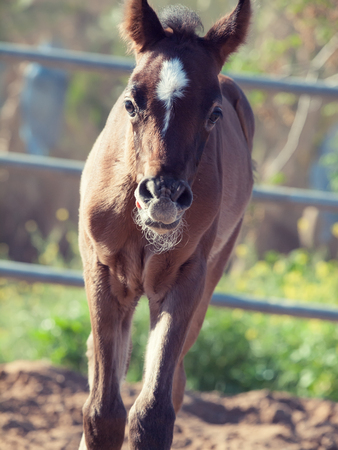 portrait of arabian little foal. Israelの写真素材