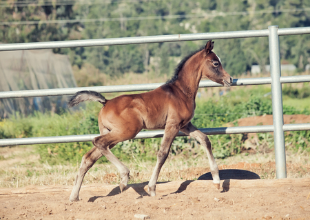 running arabian little foal. Israelの写真素材
