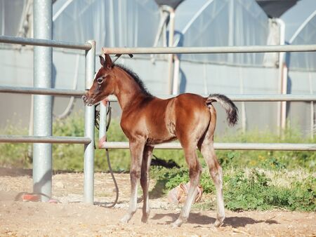 bay arabian little foal. Israelの写真素材