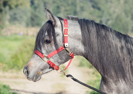 portrait of young arabian filly. Israelの写真素材