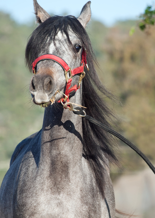 portrait of young arabian filly. Israelの写真素材