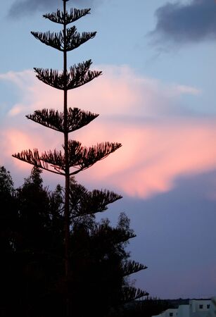 tree against sunset skyの写真素材