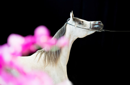 portrait of show grey arabian horse. indoorの写真素材