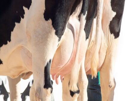 cow udders. outdoorの写真素材
