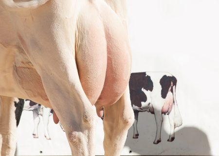 cow udder. outdoorの写真素材