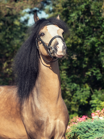 portrait of buckskin welsh ponyの写真素材