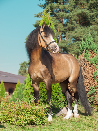 buckskin welsh pony posing at trees backgroundの写真素材