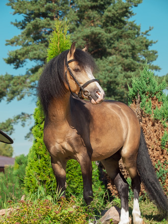 buckskin welsh pony posingの写真素材