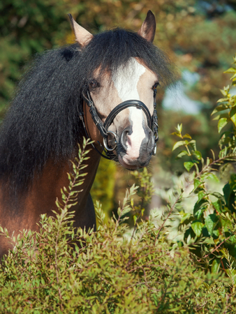 portrait of buckskin welsh ponyの写真素材