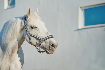 romantic portrait of  Lipizzaner horse at white wall backgroundの写真素材