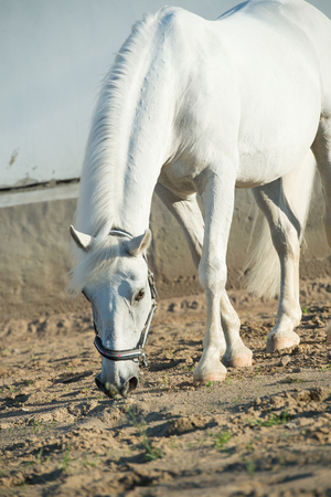 lipizzaner horse in paddockの写真素材