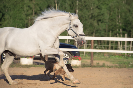 portrait of running Lipizzan horse in paddockの写真素材