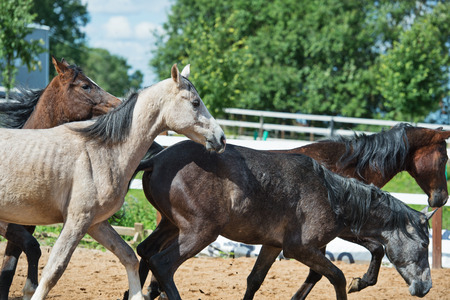 running young horses in paddockの写真素材