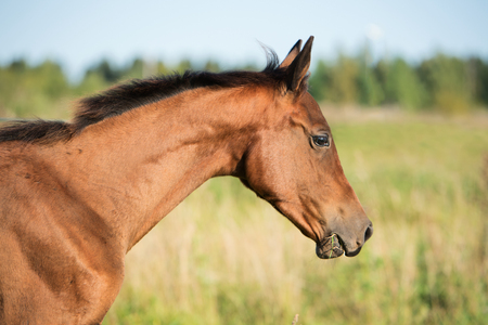 portrait of purebred akhal-teke foal on fieldの写真素材